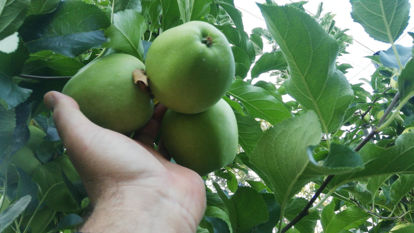 Golden Delicious માટે વિગતો બતાવો Golden Delicious નું ચિત્ર