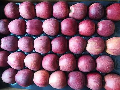 Apples için ayrıntıları göster Apples resmi