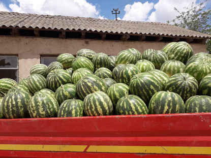 Watermelon için ayrıntıları göster Watermelon resmi