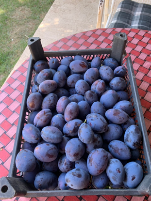Plums için ayrıntıları göster Plums resmi