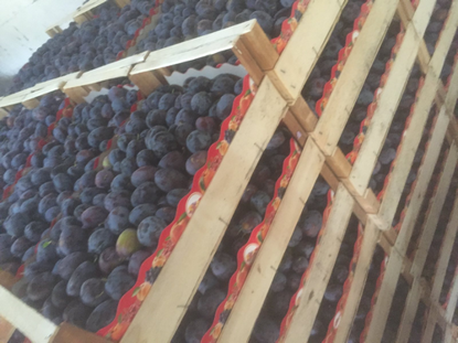 Plums için ayrıntıları göster Plums resmi