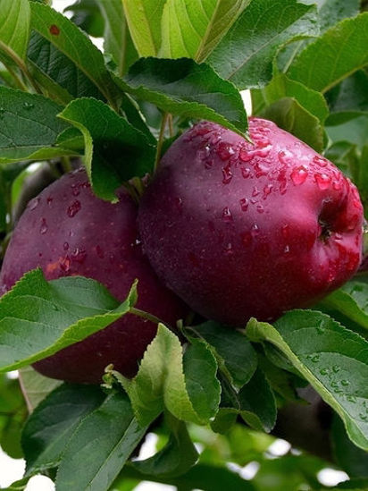 Picture of Red Delicious