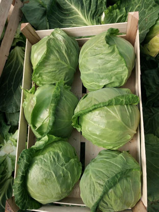 Pokaż szczegóły dla Spring Cabbage Obrazek Spring Cabbage